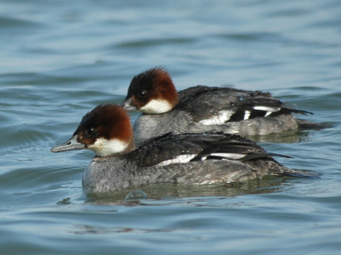 pot�pa� biely / pot�pa� mal�
 (Mergellus albellus
)