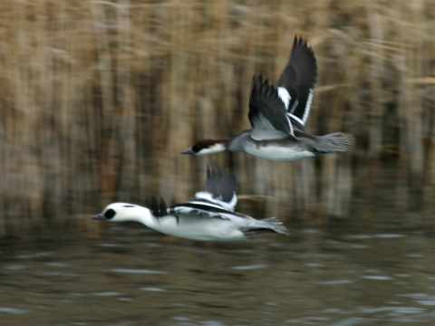 pot�pa� biely / pot�pa� mal�
 (Mergellus albellus
)