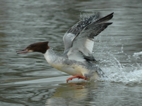 pot�pa� ve�k�
 (Mergus merganser
)