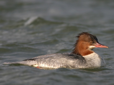 pot�pa� ve�k�
 (Mergus merganser
)