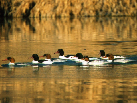 pot�pa� ve�k�
 (Mergus merganser
)