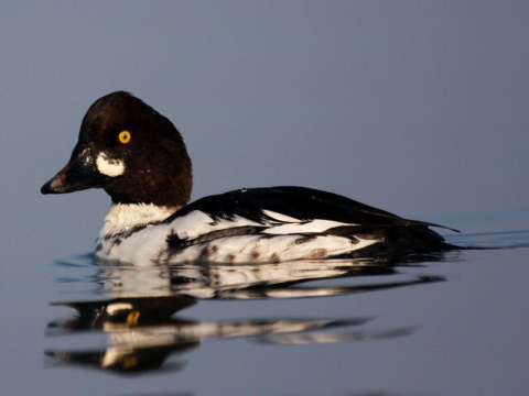hlaholka seversk�
 (Bucephala clangula
)