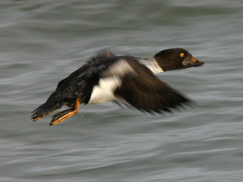 hlaholka seversk�
 (Bucephala clangula
)
