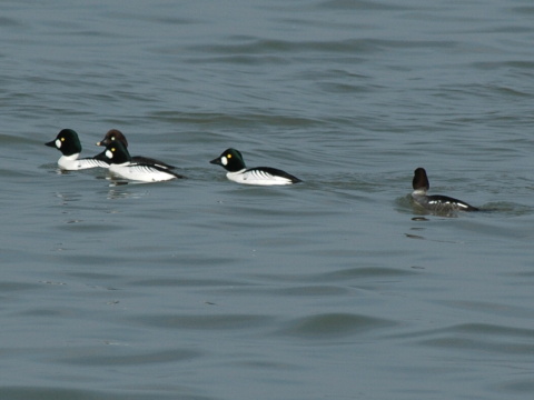 hlaholka seversk�
 (Bucephala clangula
)