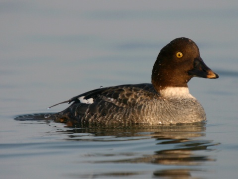 hlaholka seversk�
 (Bucephala clangula
)
