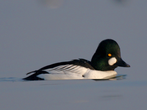 hlaholka seversk�
 (Bucephala clangula
)