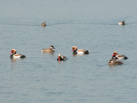 hrdzavka pot�pav�
 (Netta rufina
)