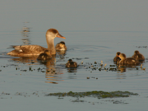 hrdzavka pot�pav�
 (Netta rufina
)