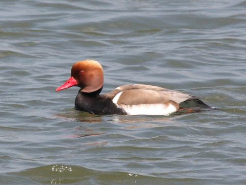 hrdzavka pot�pav�
 (Netta rufina
)