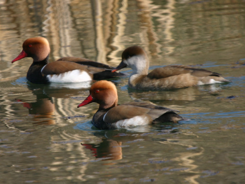 hrdzavka pot�pav�
 (Netta rufina
)