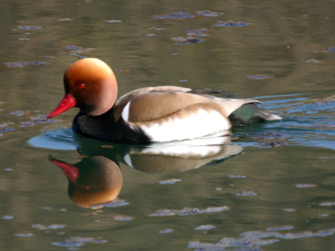hrdzavka pot�pav�
 (Netta rufina
)