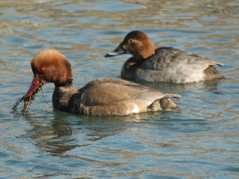 hrdzavka pot�pav�
 (Netta rufina
)