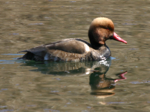 hrdzavka pot�pav�
 (Netta rufina
)