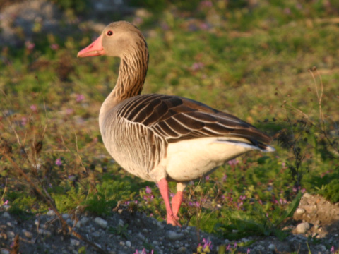 hus div�
 (Anser anser
)