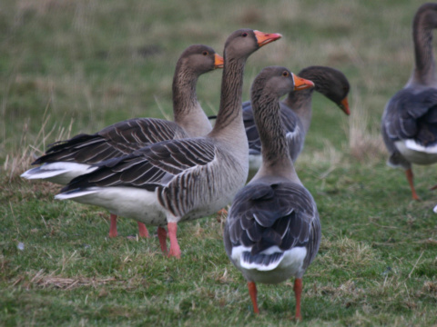 hus div�
 (Anser anser
)