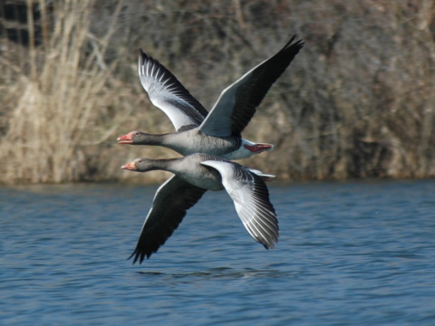 hus div�
 (Anser anser
)