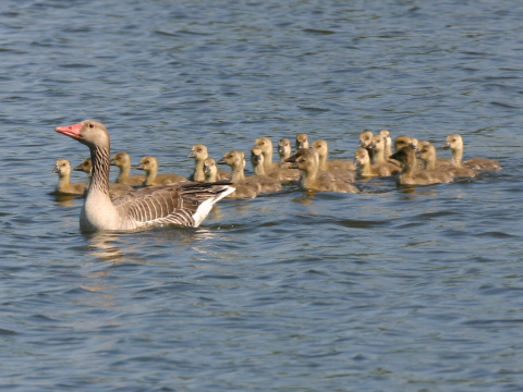 hus div�
 (Anser anser
)