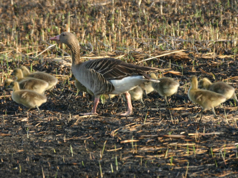 hus div�
 (Anser anser
)