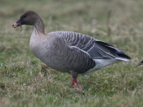 hus kr�tkozob�
 (Anser brachyrhynchus
)
