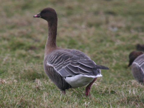 hus kr�tkozob�
 (Anser brachyrhynchus
)