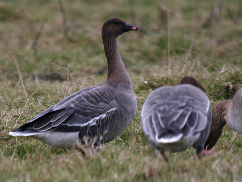 hus kr�tkozob�
 (Anser brachyrhynchus
)