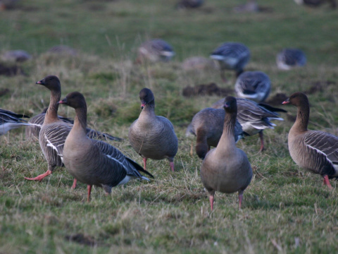 hus kr�tkozob�
 (Anser brachyrhynchus
)