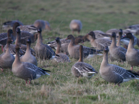 hus kr�tkozob�
 (Anser brachyrhynchus
)