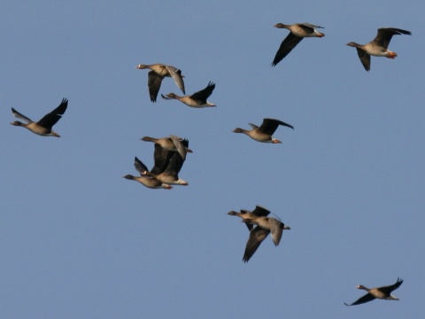 hus siatinn�
 (Anser fabalis
)