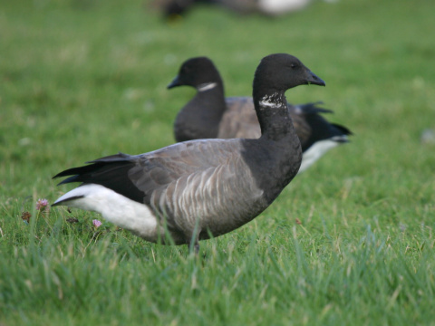 bernikla tmav�
 (Branta bernicla
)