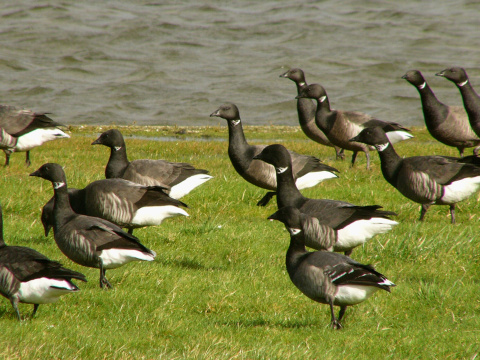 bernikla tmav�
 (Branta bernicla
)