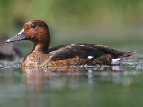 chochla�ka bielook�
 (Aythya nyroca
)