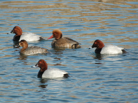 chochla�ka siv�
 (Aythya ferina
)