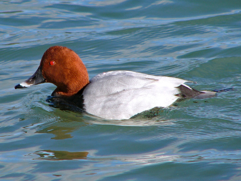 chochla�ka siv�
 (Aythya ferina
)