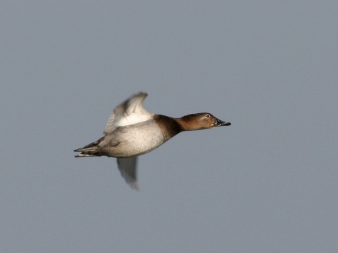 chochla�ka siv�
 (Aythya ferina
)