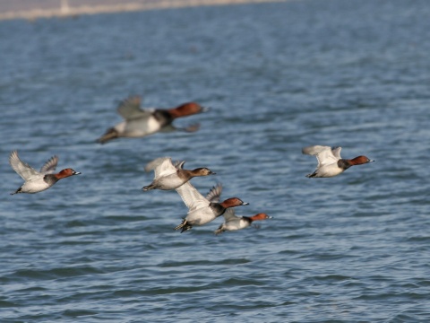 chochla�ka siv�
 (Aythya ferina
)