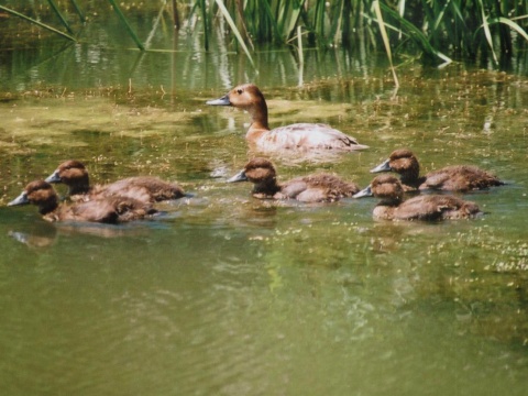 chochla�ka siv�
 (Aythya ferina
)