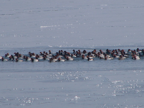 chochla�ka siv�
 (Aythya ferina
)