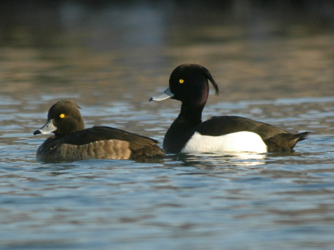 chochla�ka vrko�at�
 (Aythya fuligula
)