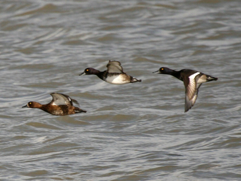 chochla�ka vrko�at�
 (Aythya fuligula
)