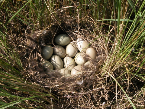 chochla�ka vrko�at�
 (Aythya fuligula
)