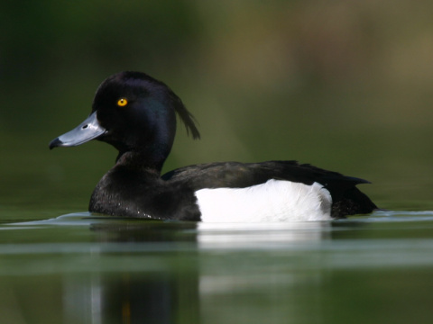 chochla�ka vrko�at�
 (Aythya fuligula
)