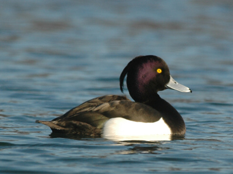 chochla�ka vrko�at�
 (Aythya fuligula
)