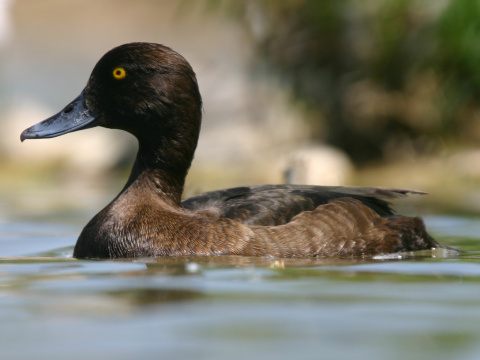 chochla�ka vrko�at�
 (Aythya fuligula
)