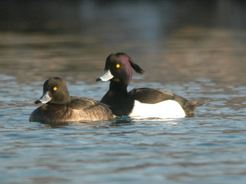 chochla�ka vrko�at�
 (Aythya fuligula
)