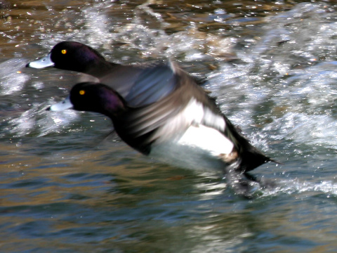 chochla�ka vrko�at�
 (Aythya fuligula
)