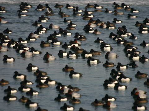 chochla�ka vrko�at�
 (Aythya fuligula
)