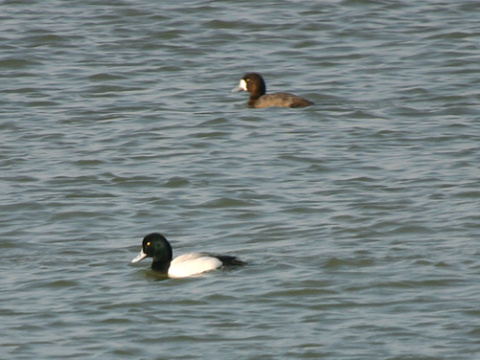 chochla�ka morsk�
 (Aythya marila
)