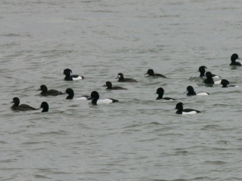 chochla�ka morsk�
 (Aythya marila
)