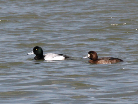 chochla�ka morsk�
 (Aythya marila
)