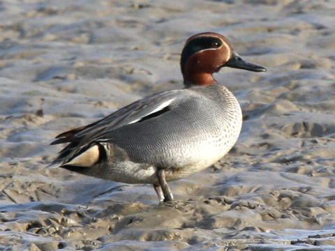 ka�ica chrapkav� / ka�ica chrapka
 (Anas crecca
)